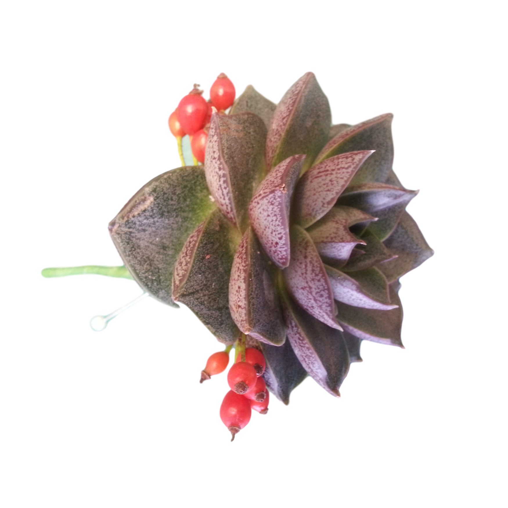Succulent Wedding Buttonhole with Berries